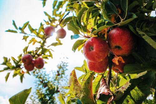Canicule : une récolte prometteuse pour les pommes et les poires